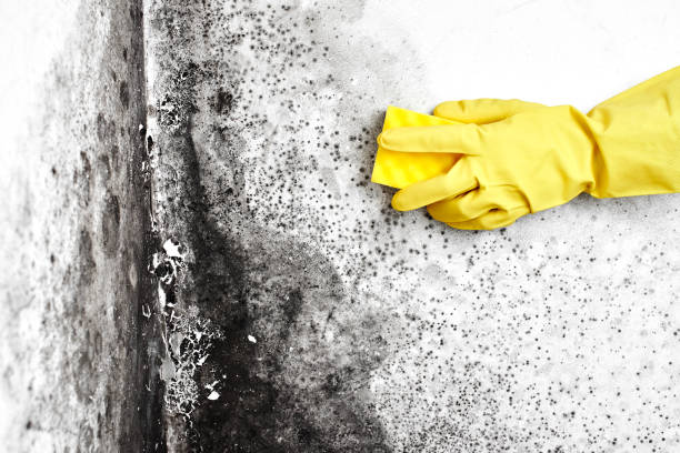 Best Toxic Mold Removal  in St Paul, VA