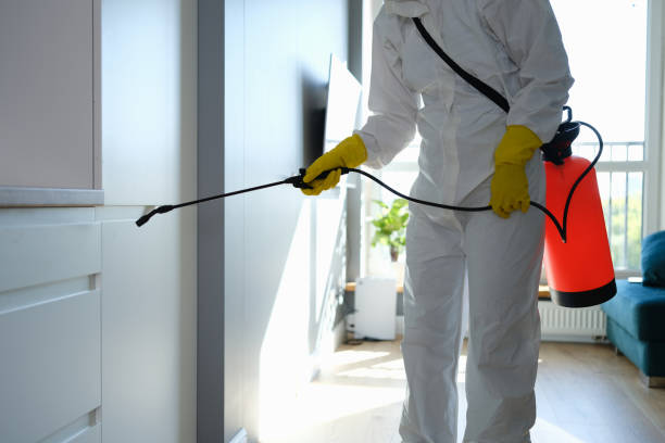 Best Mold Testing and Removal  in St Paul, VA