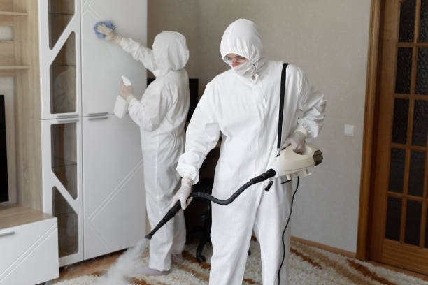 Best Best Mold Removal Companies  in St Paul, VA