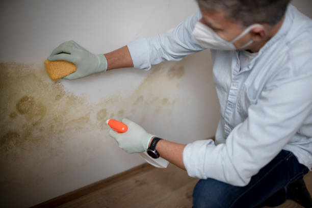 Mold Removal Process in St Paul, VA