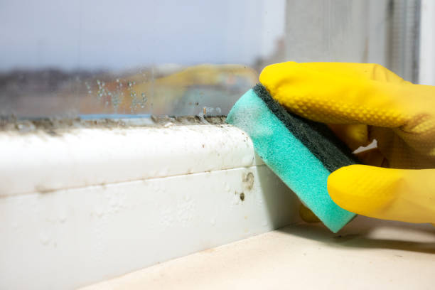 Trusted St Paul, VA Mold Removal Experts