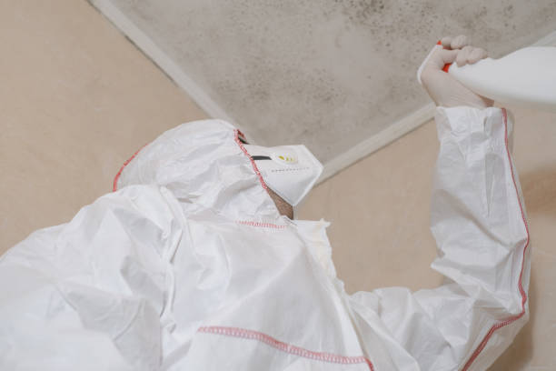 Best Affordable Mold Removal  in St Paul, VA