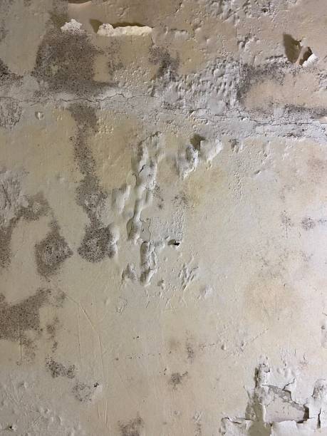 Best Certified Mold Removal  in St Paul, VA