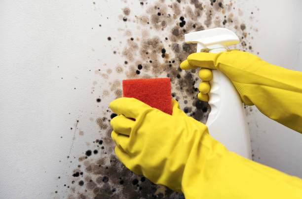 Certified Mold Removal in St Paul, VA
