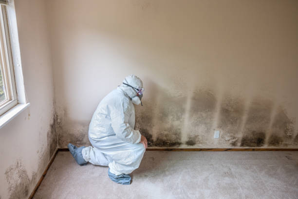 Best Mold Testing  in St Paul, VA