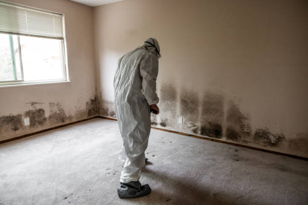 Best Mold Removal Company Near Me  in St Paul, VA