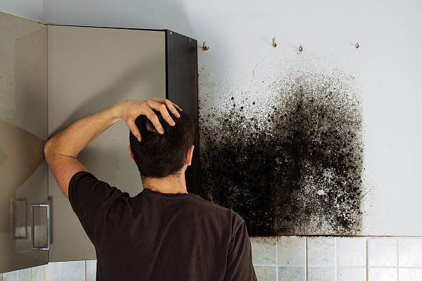 Best Home Mold Removal  in St Paul, VA