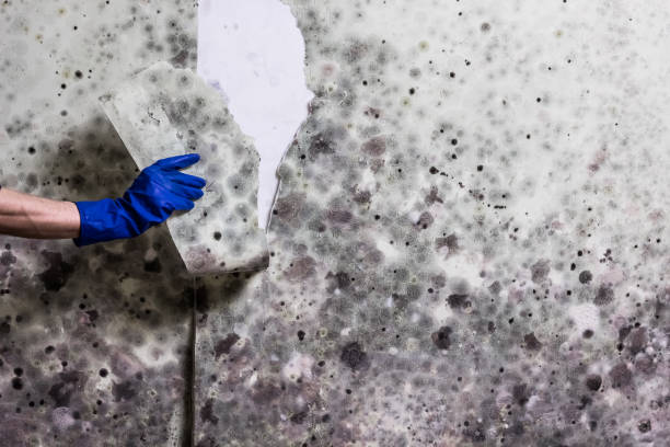 Best Mold Testing  in St Paul, VA