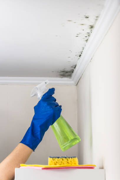 Best Mold Removal Process  in St Paul, VA