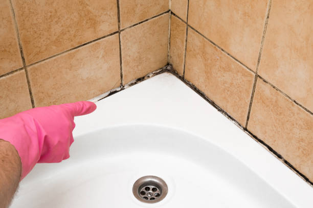 Best Professional Mold Removal  in St Paul, VA