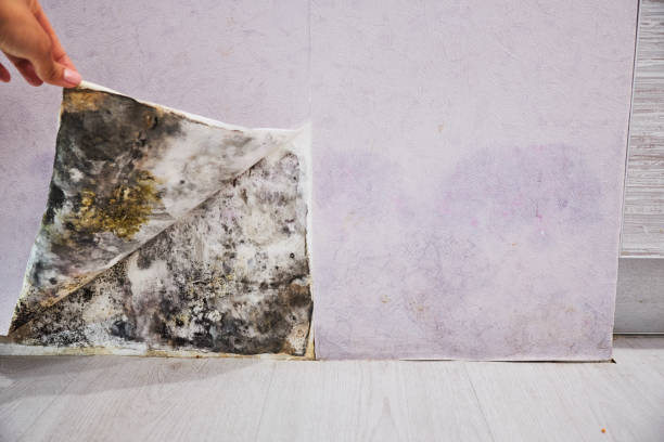 Best Commercial Mold Removal  in St Paul, VA